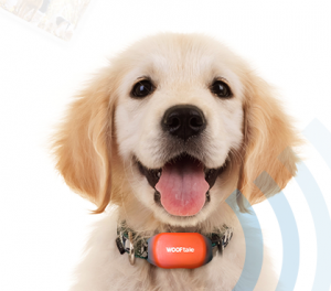 WOOFtale | Track Locate and Train Your Dog