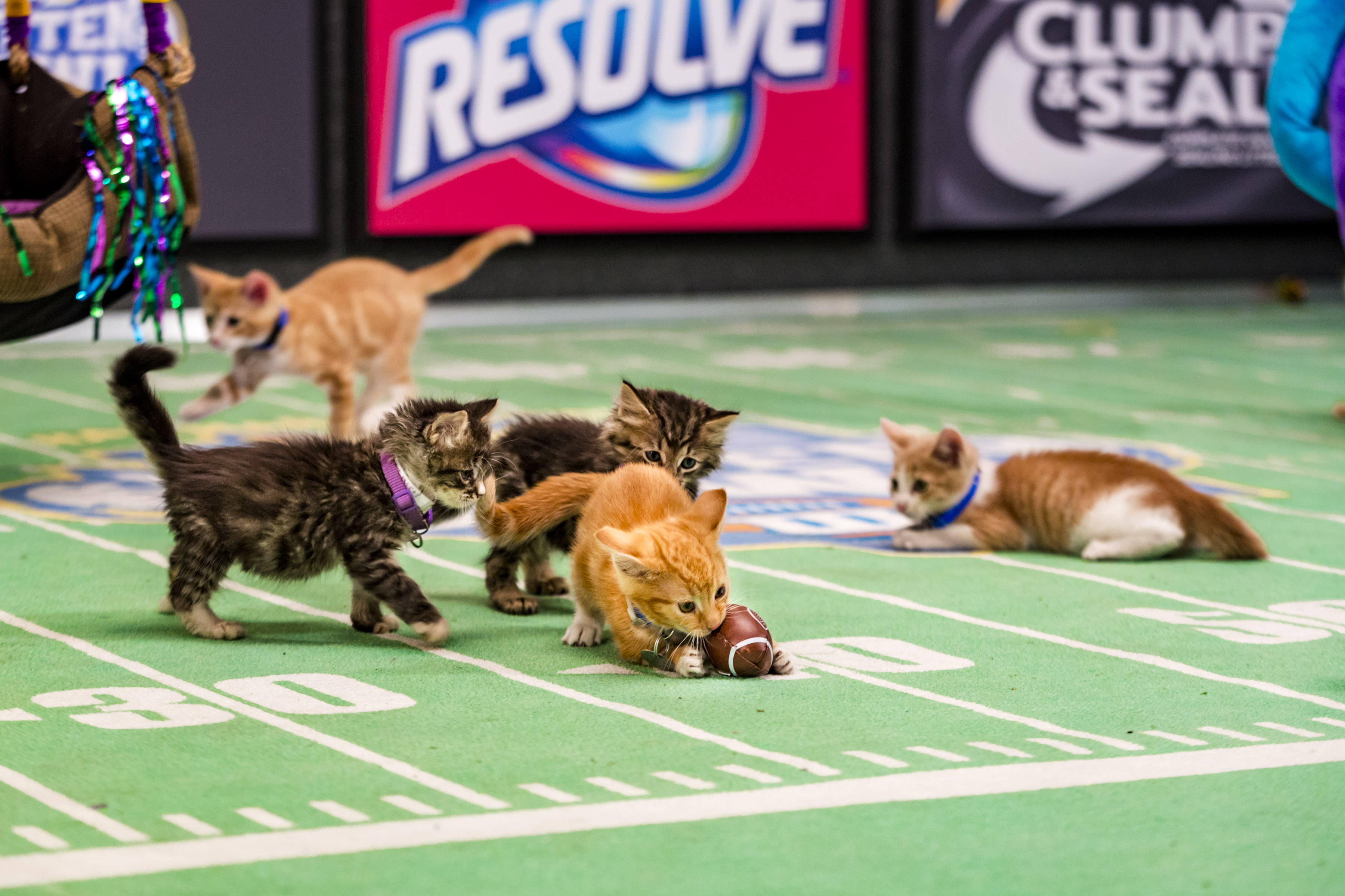 The Kitten Bowl III is Back Football + Kittens = ADORABLE! OurKidsMom
